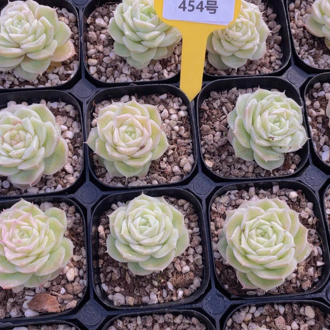 454号玫瑰花麦秆单头一个