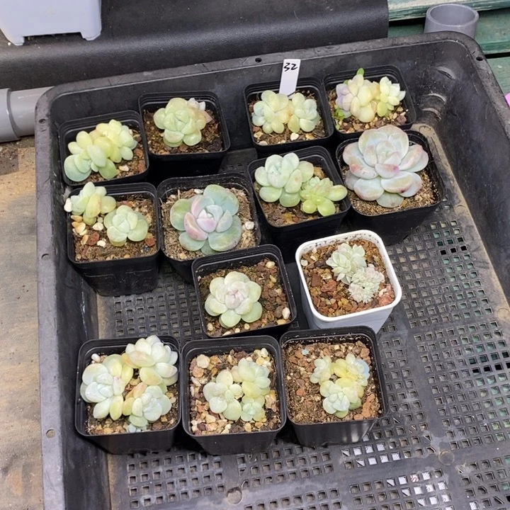 咕***~32一筐13颗多肉