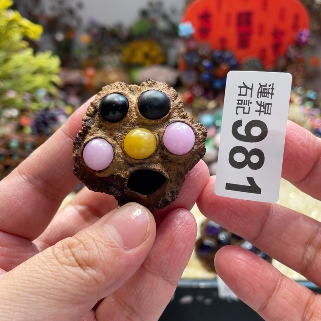 核桃木/黑胡桃（胡桃木）981合唱团