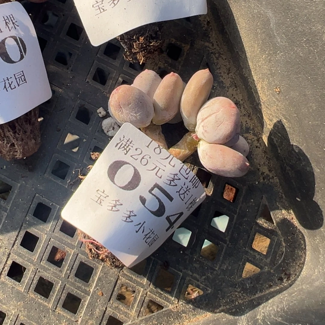 054号小老庄多肉一物一拍