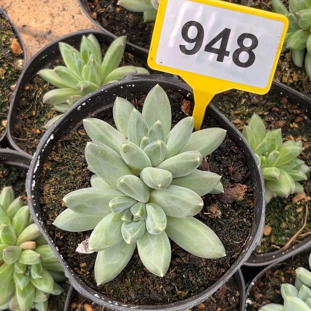 多肉植物蒂尔曼sp948