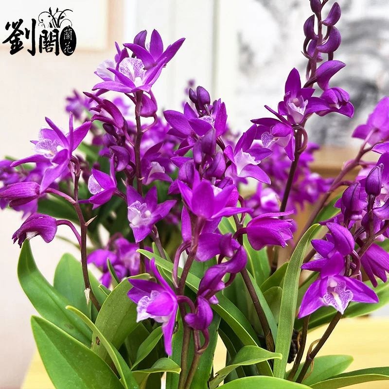 七彩香水石斛兰花四季好养浓香型室内外花卉绿植盆栽