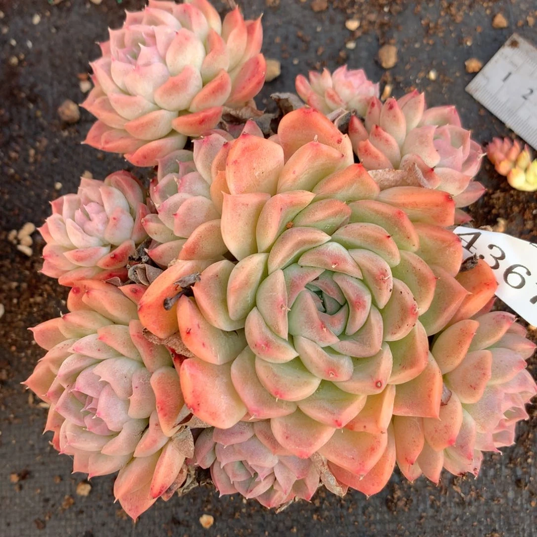 4367杂交多肉老桩