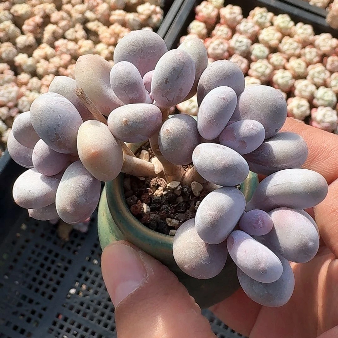 多肉蛋黄奶4头朵朵老桩