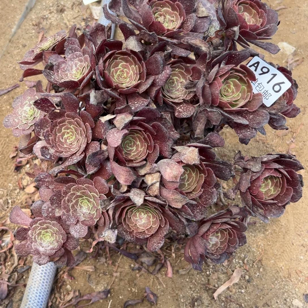 916多肉     萝莉