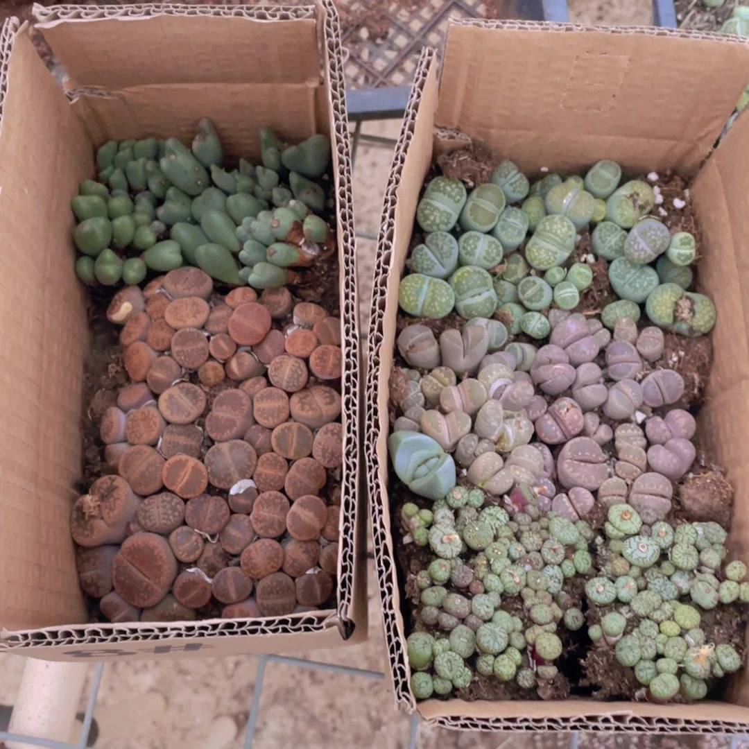 一箱拼箱888888888