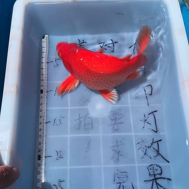 蝴蝶鲤鱼渔场直发87