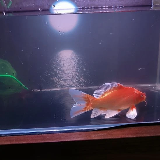 海水鱼红色红色普身蝴蝶鲤