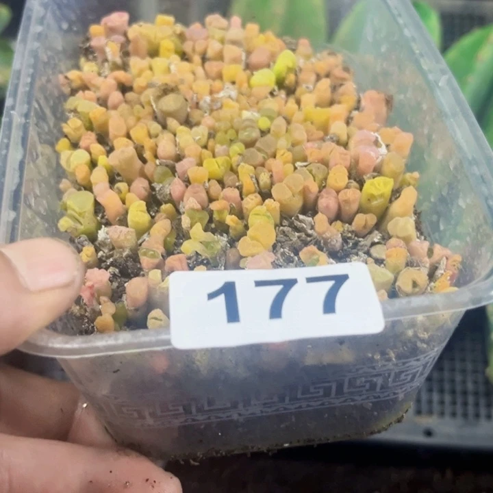 177风玲玉一物一图如图带盆