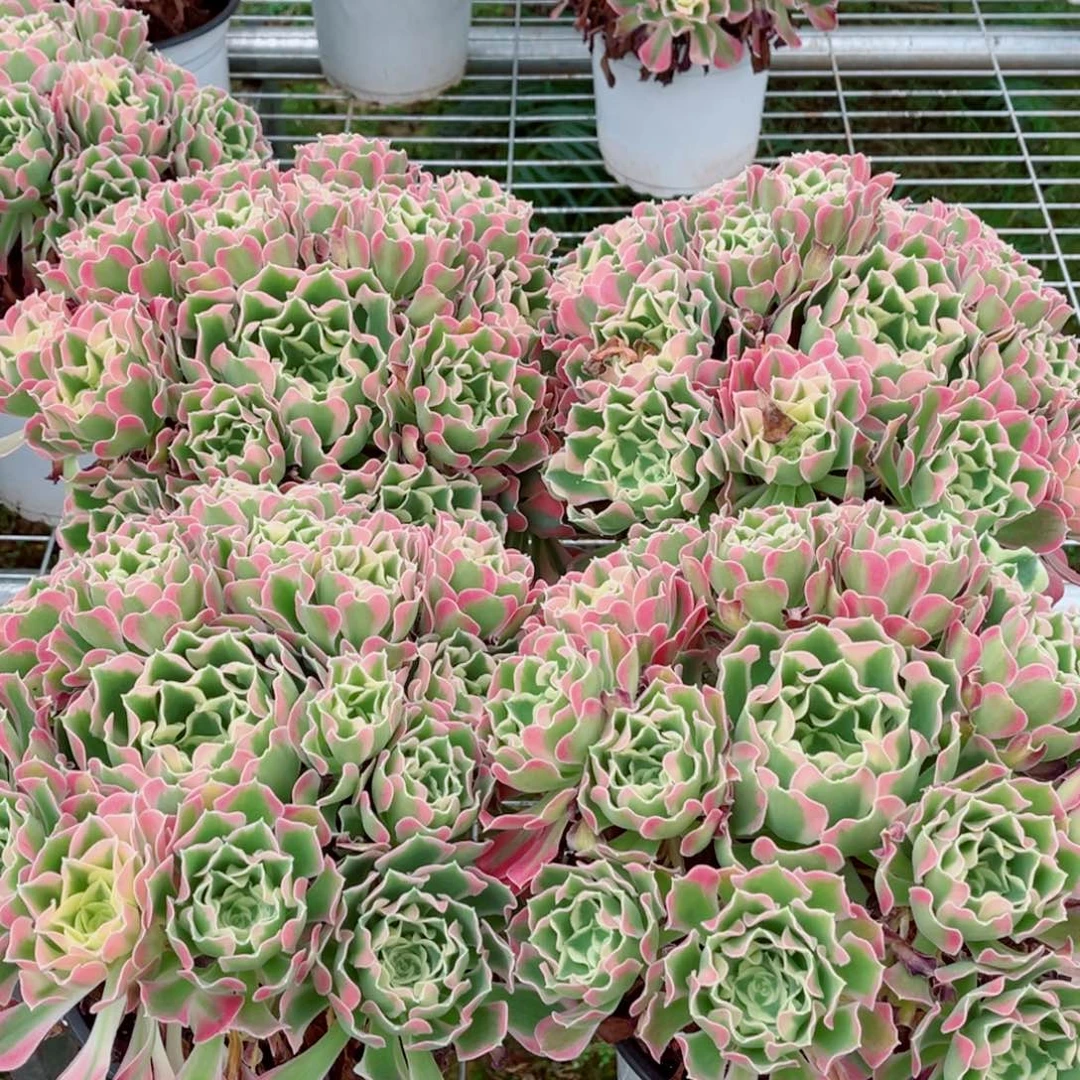 模特粉体白凤量拍多肉法师一个