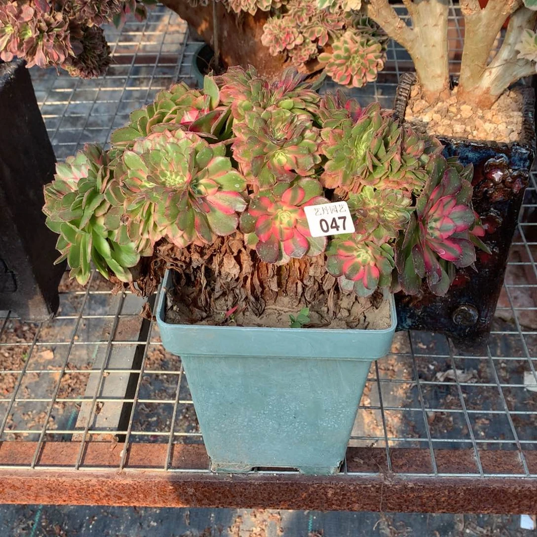 047荔枝缀化一颗颗