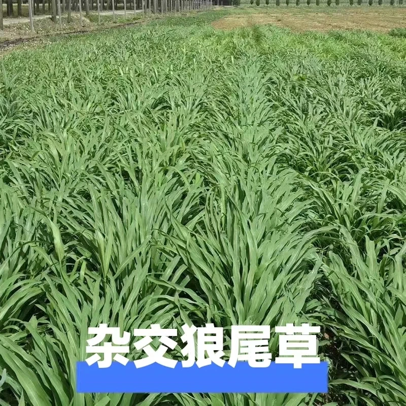 杂交狼尾草种子耐旱高产养鱼养牛羊牧草叶片丰富草质柔嫩适口性好