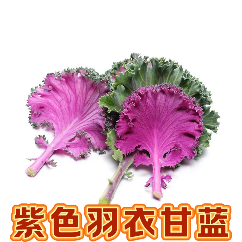 新鲜紫色羽衣甘蓝菜榨汁沙拉西餐食材蔬菜