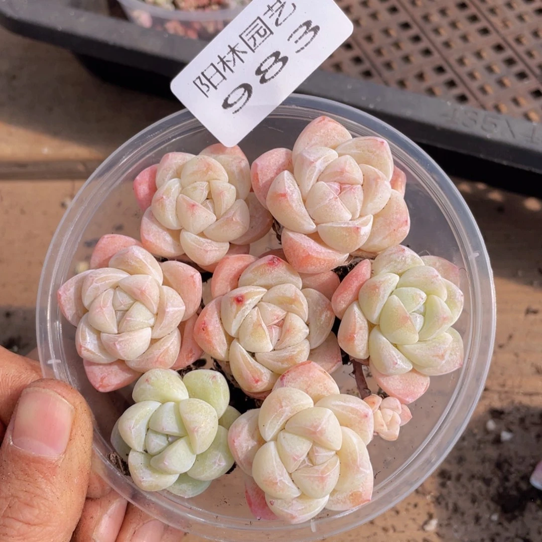 多肉植物多肉植物983