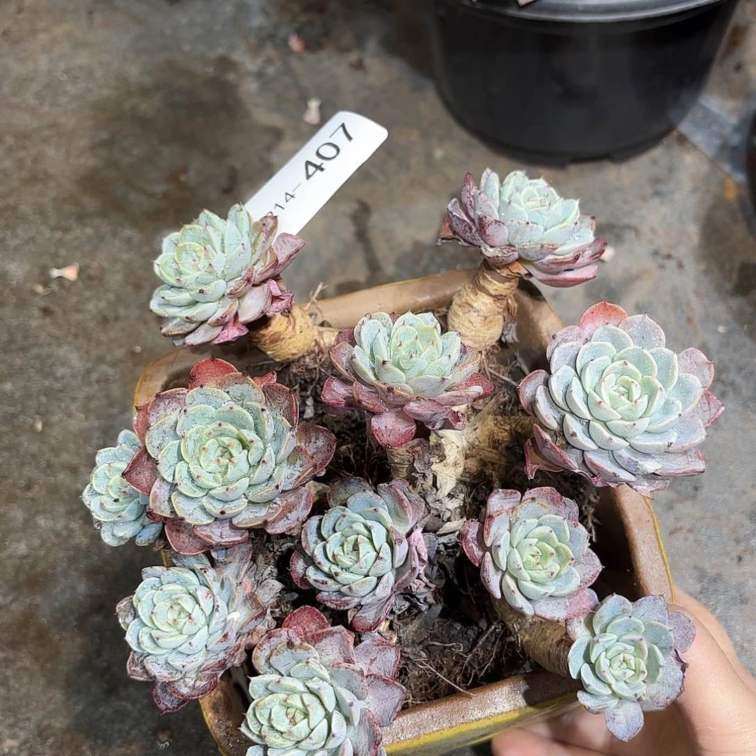 同温层多肉恶魔之羽407