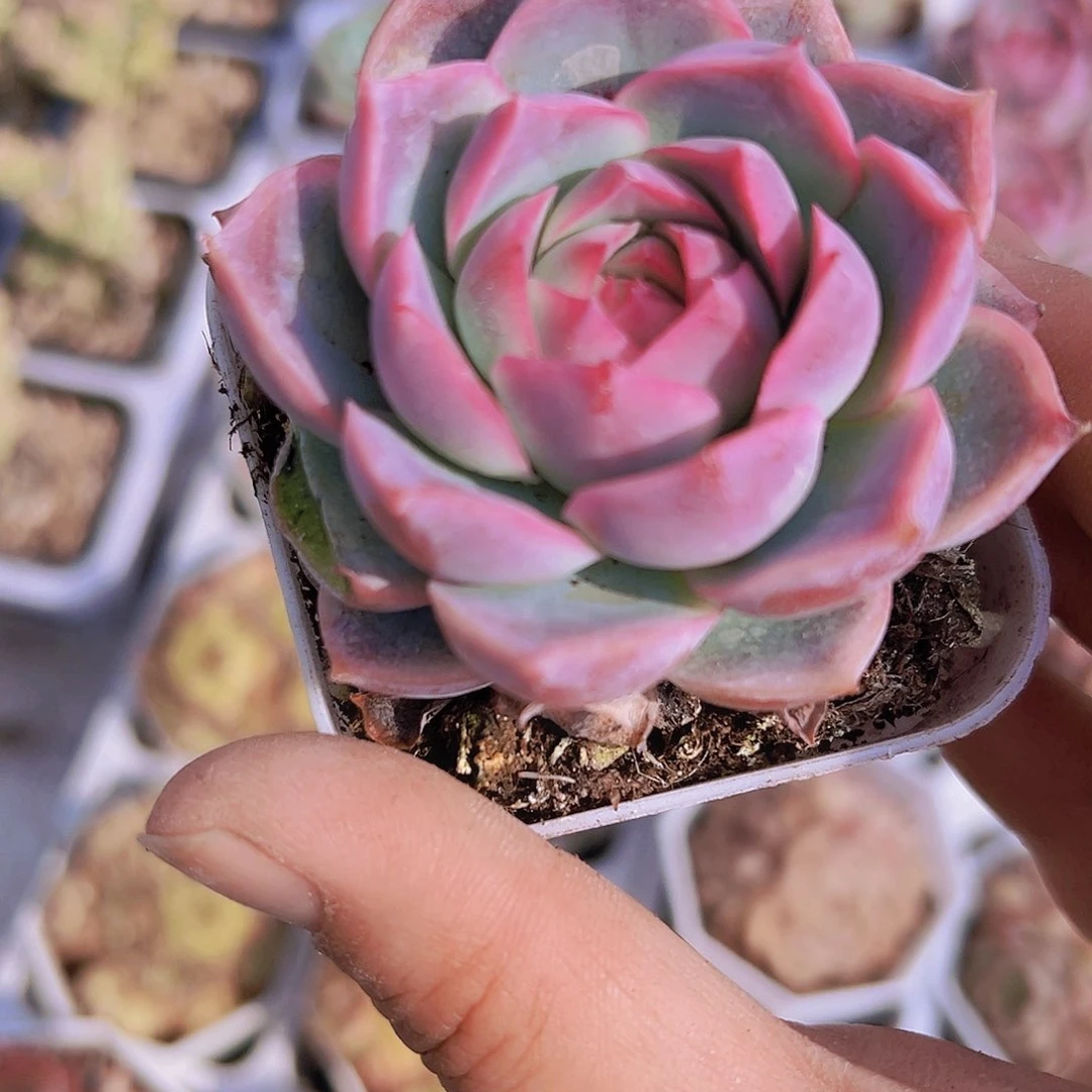 孤星19包邮多肉植物