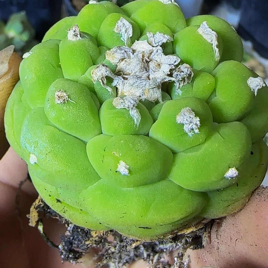 黄绿仙433萝卜根的