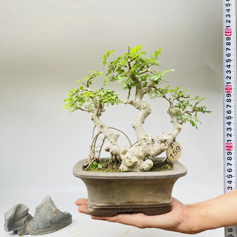 对节白蜡掌盆掌中宝绿植物熟桩小型练手素材盆栽盆景一物一拍