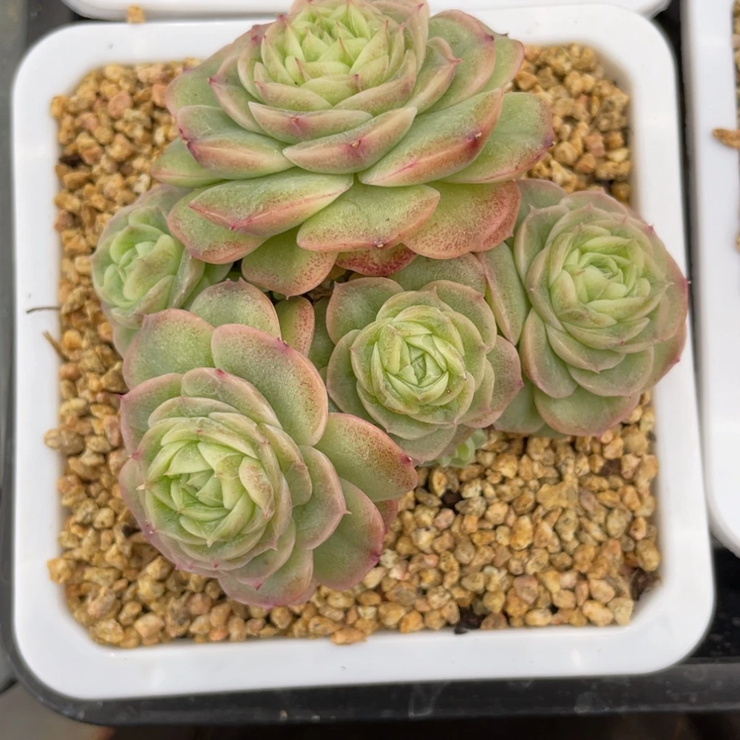 优选荧光青鸾珍妮2951