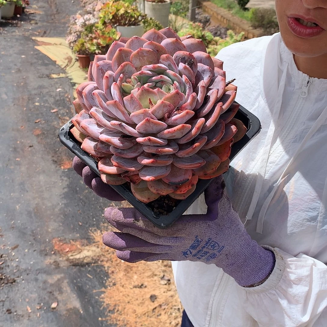 全状态橙子18.8 多肉植物量拍
