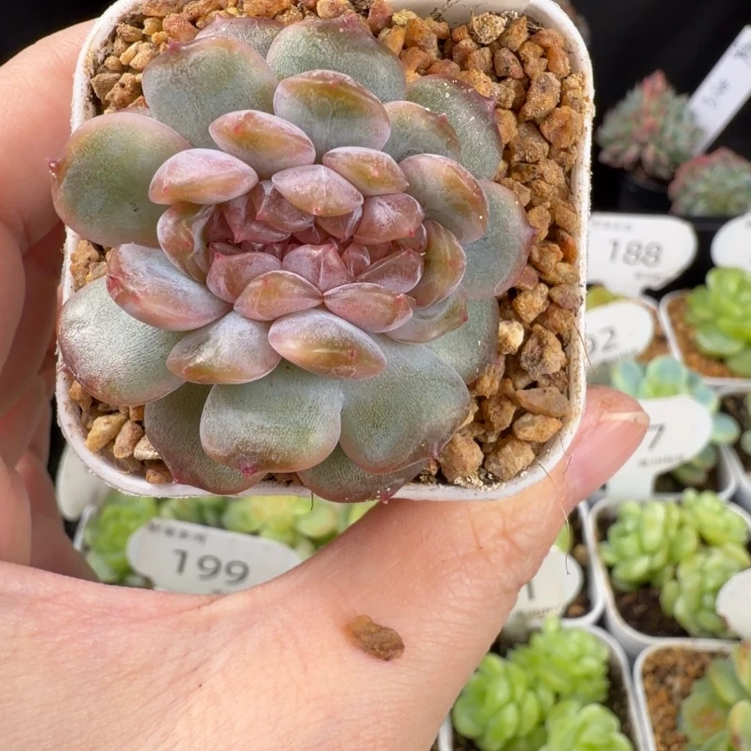 红色恋人缀化204号