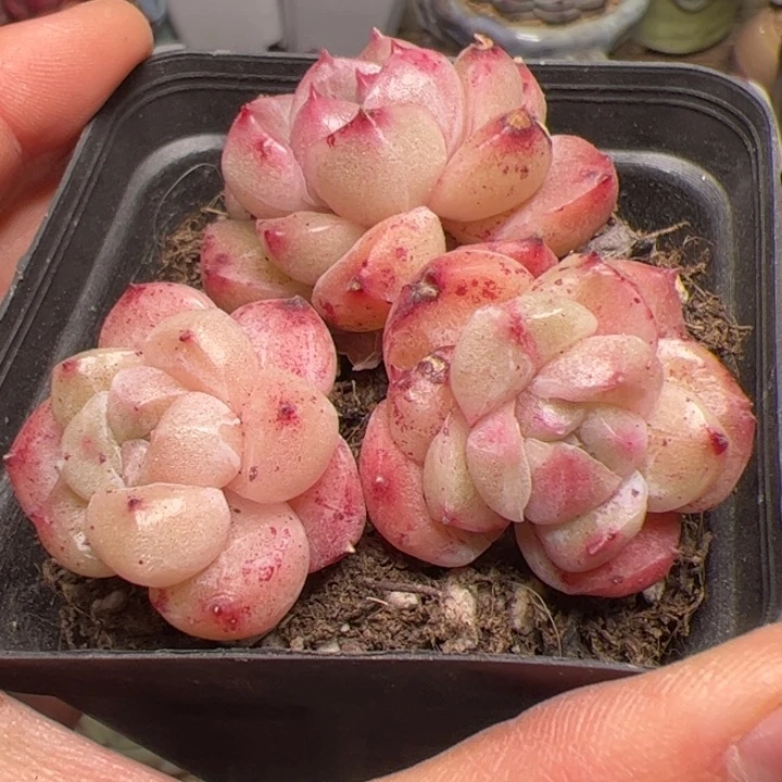 s****。181 多肉植物组合盆栽