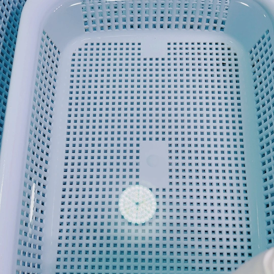锦鲤锦鲤冷水鱼观赏