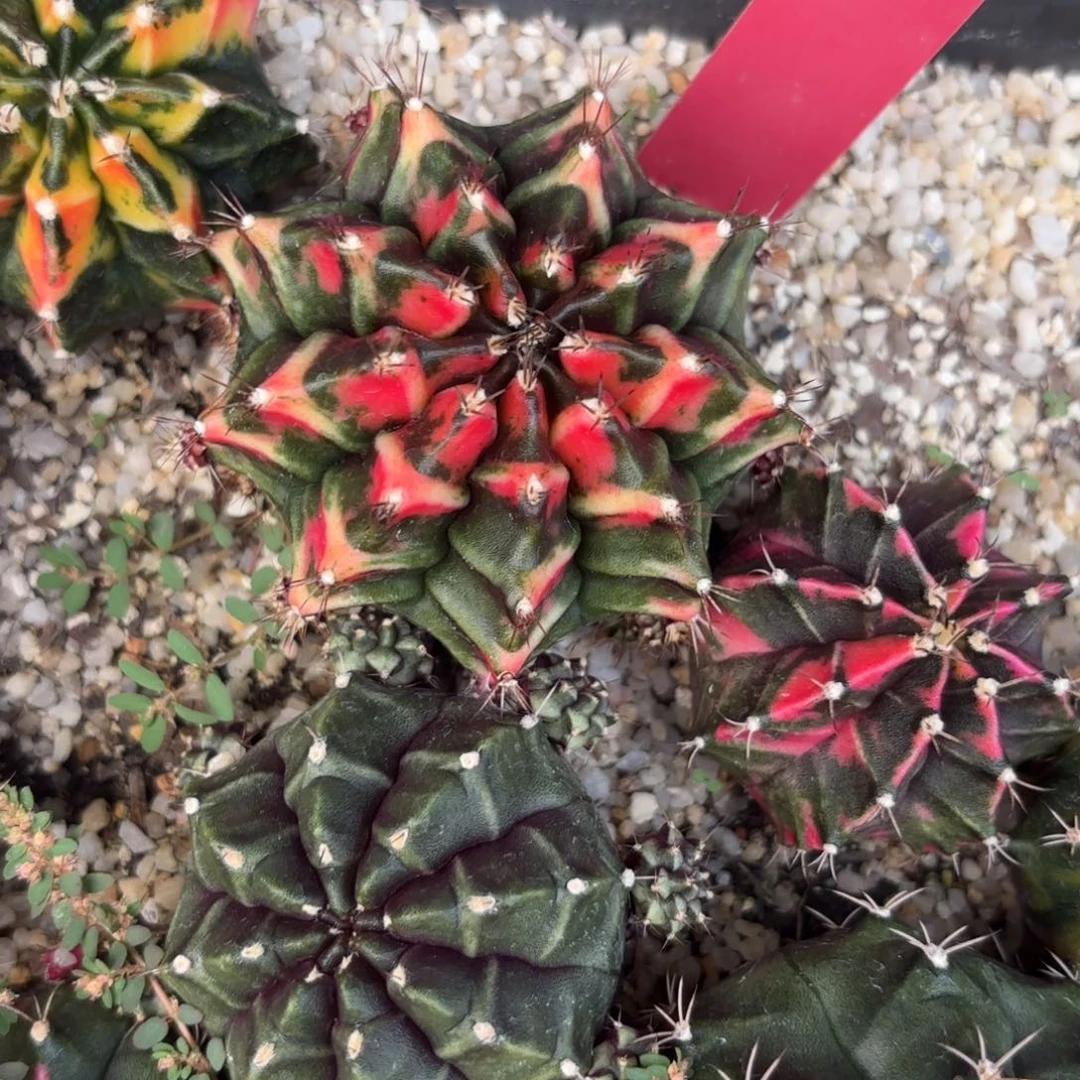 L522-1213泰国发货