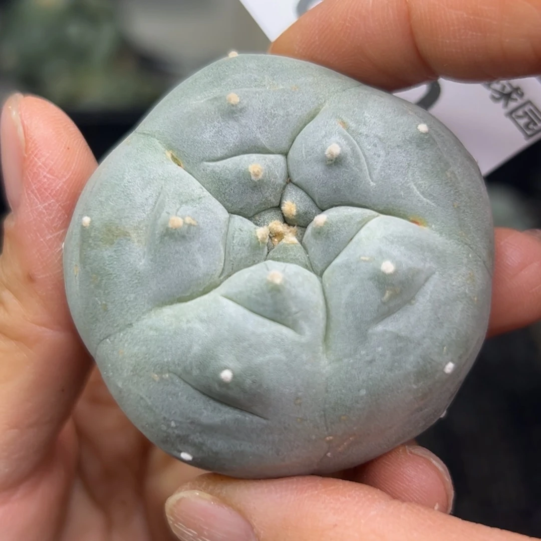 660 有根 仙人球的话