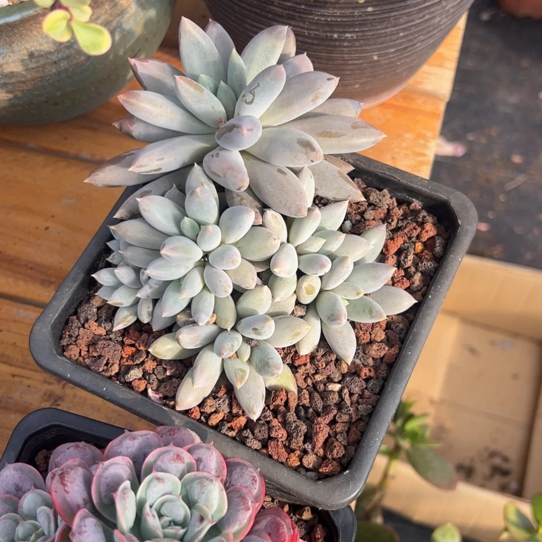 多肉哥特【非偏远地区满18包邮】