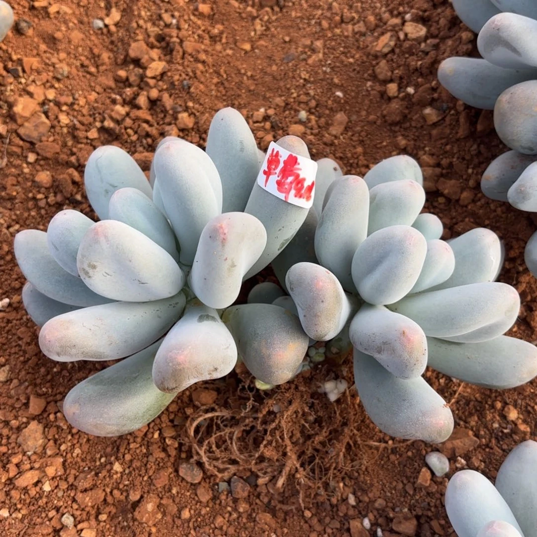 草****米可奶大双头带仔草莓专拍9.16