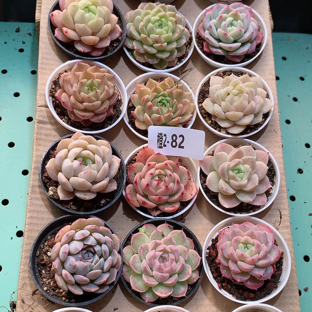 2-82一物一拍带盆18颗