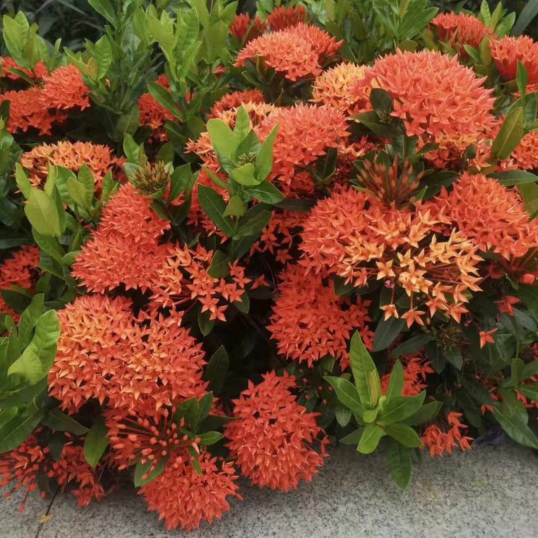 龙船花盆栽四季开花耐热耐晒好养生长快易爆花多年生庭院阳台花卉