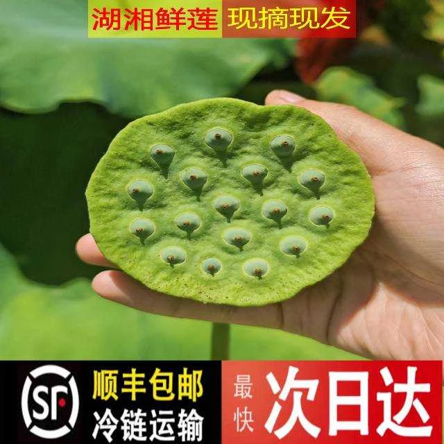 新鲜莲蓬当季应季水果现摘现发清甜爽口可即食