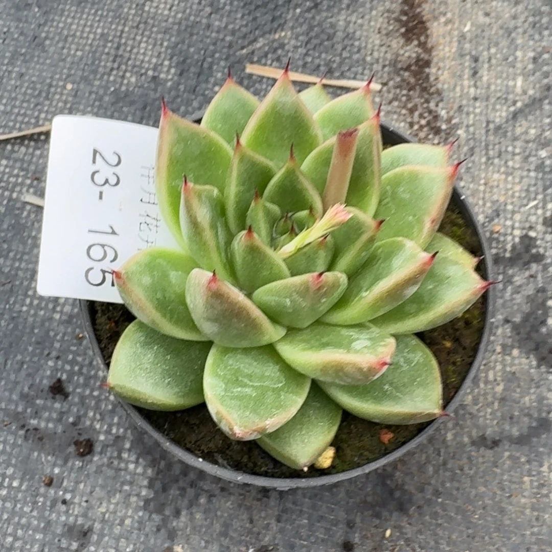 海胆一颗一物一拍23-165