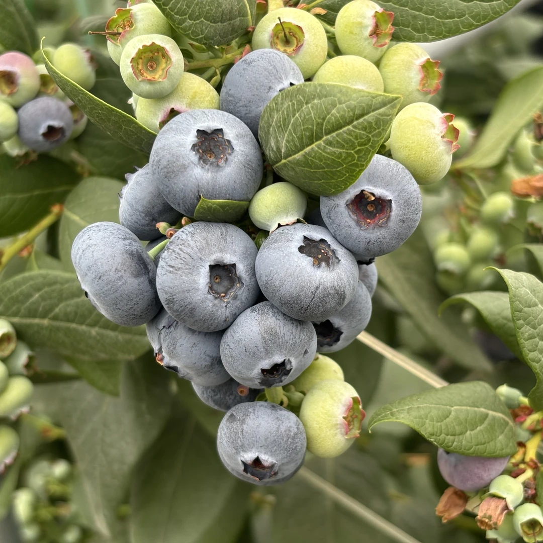 K25纯甜  花香脆甜蓝莓