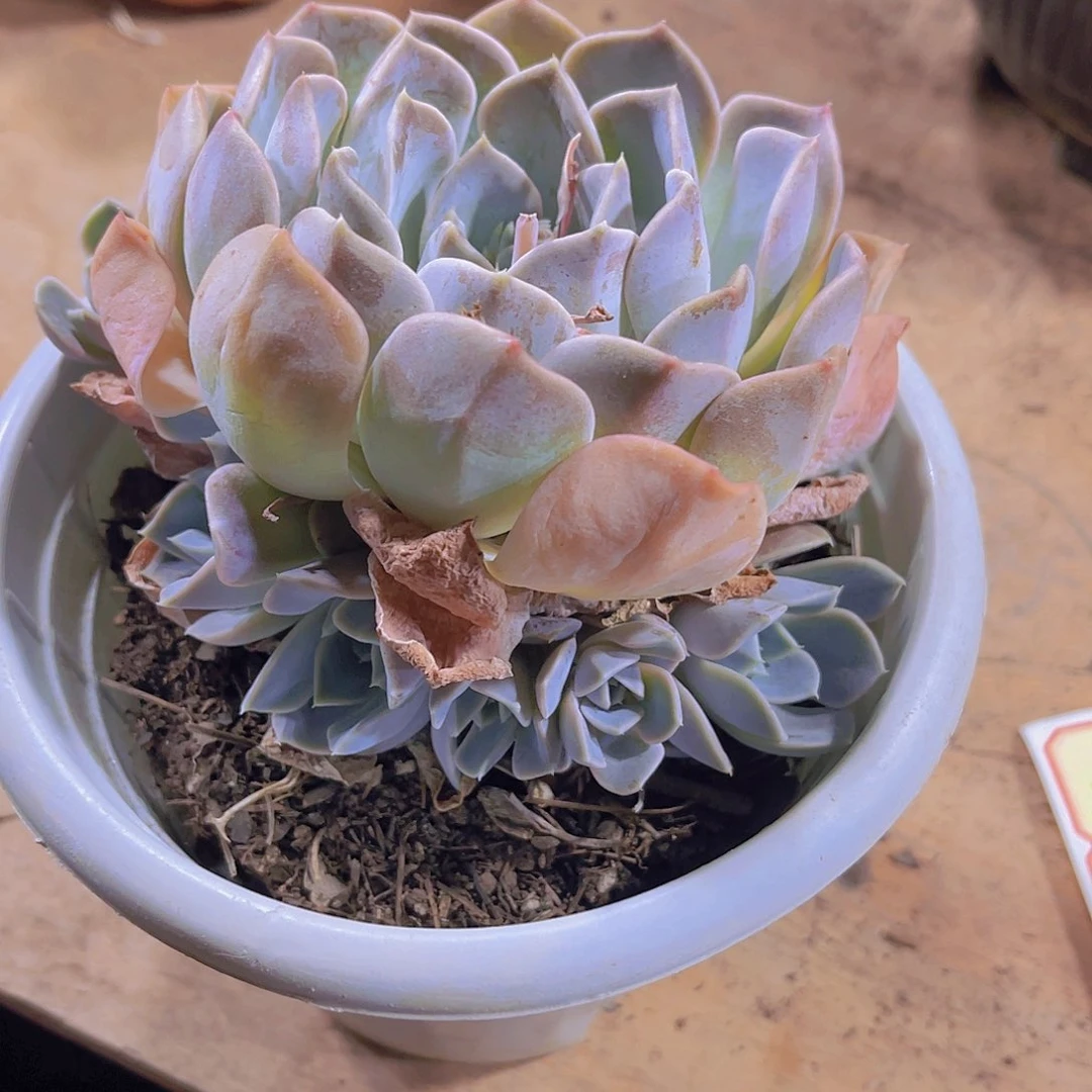 爱**泡0000000000000525