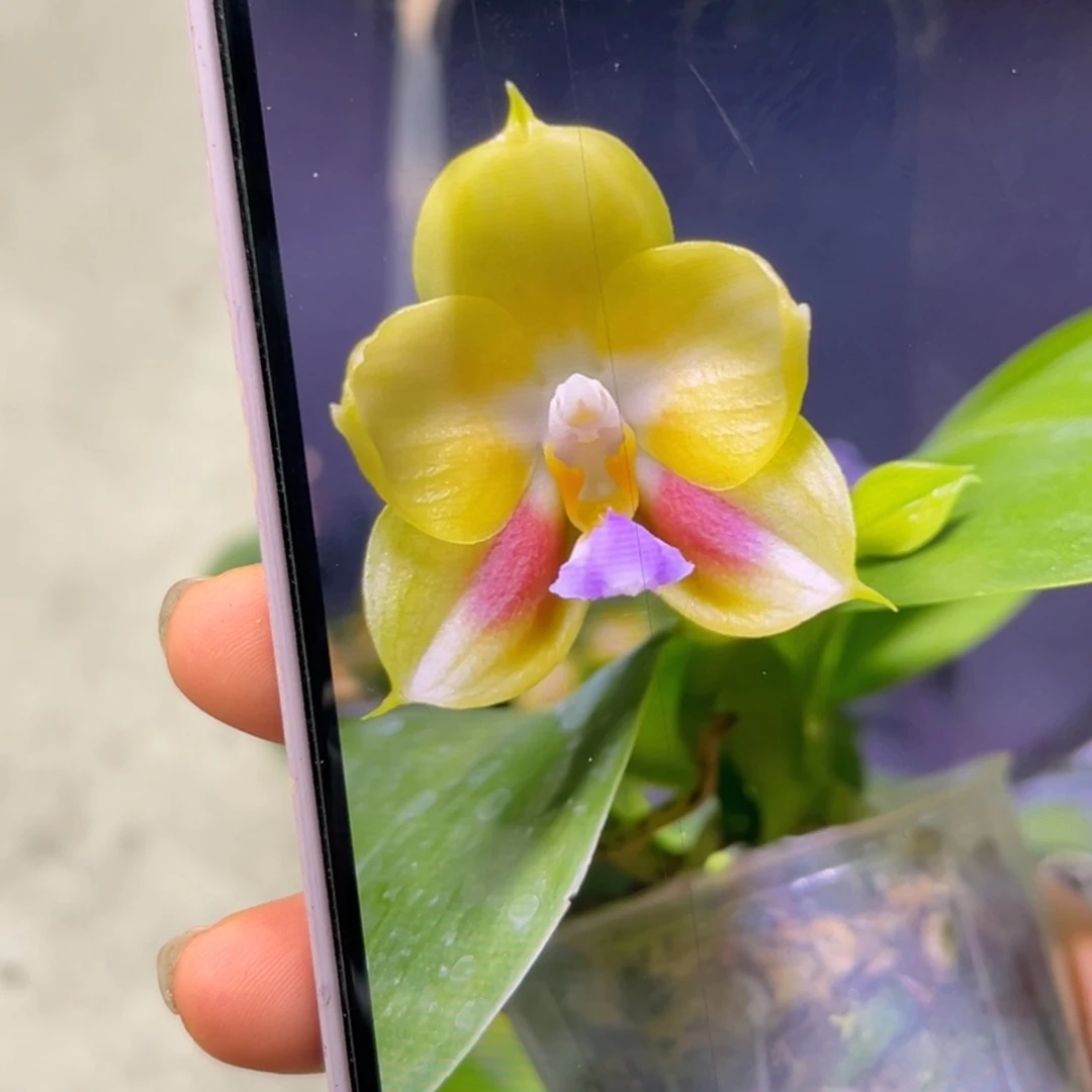 大部分花苞少量开放雅风春雀