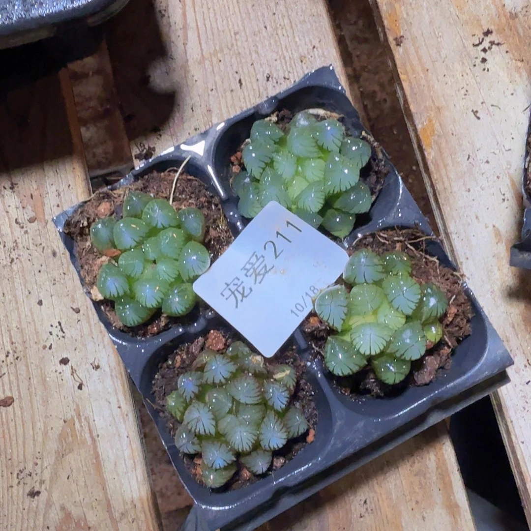 直播福利一物一拍211