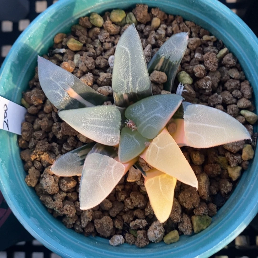 一颗实生大克锦。  特价