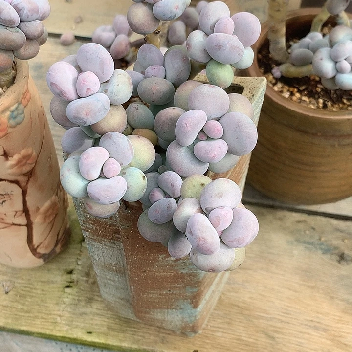 糖***糖风格对方姐姐过个虚幻初步建成覆盖姐夫桂花香