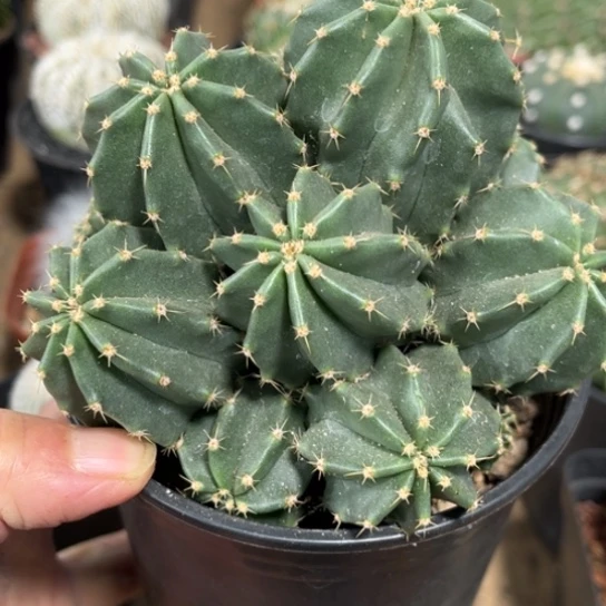 当前无花栽培后可以开花微刺虾群