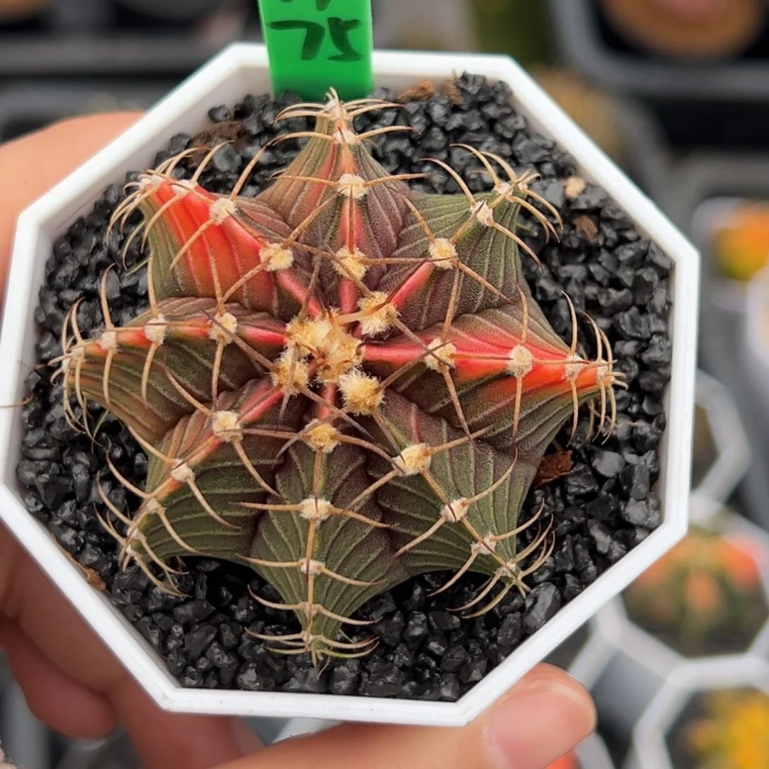 W****游泰系实生肋骨H75