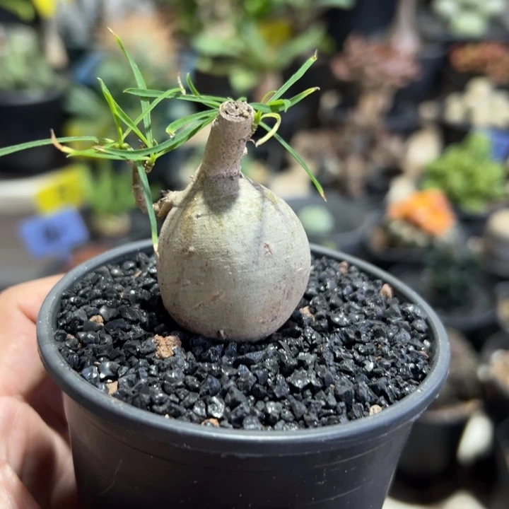 六六大顺柳叶麒麟带盆11111111