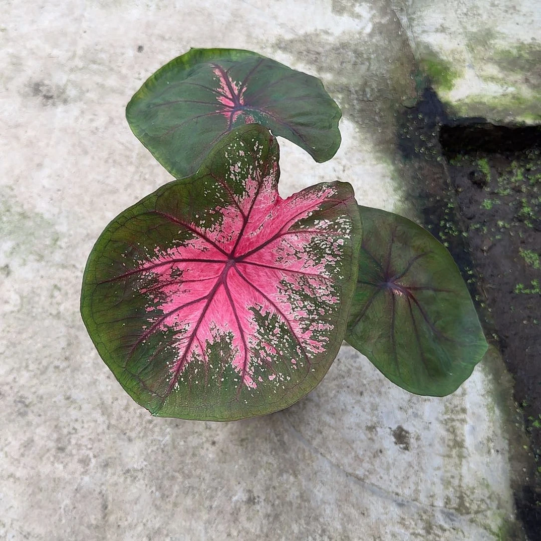 树***ᵃ不开花植物海王不包叶损不包球