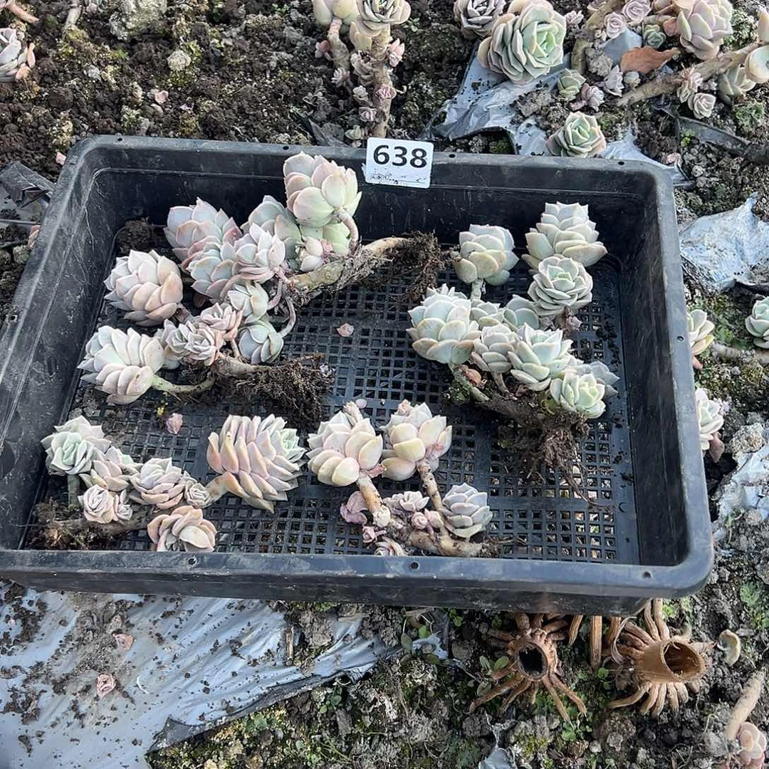 楠*咯唉玫瑰638号筐拍不售后