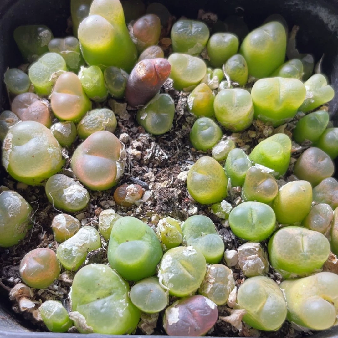 大盆特价一物一拍～35