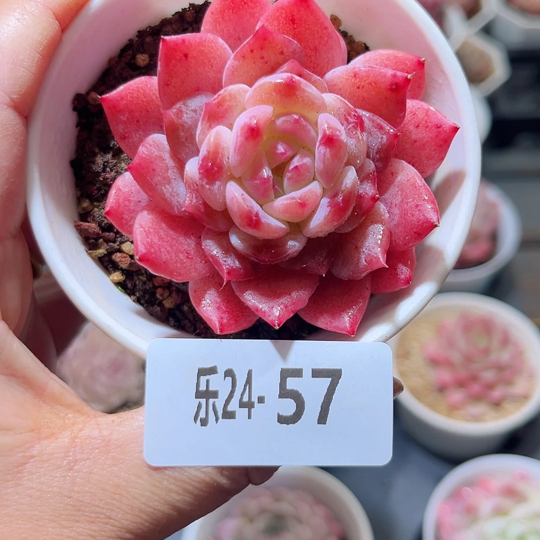 乐24-57 秋池单头