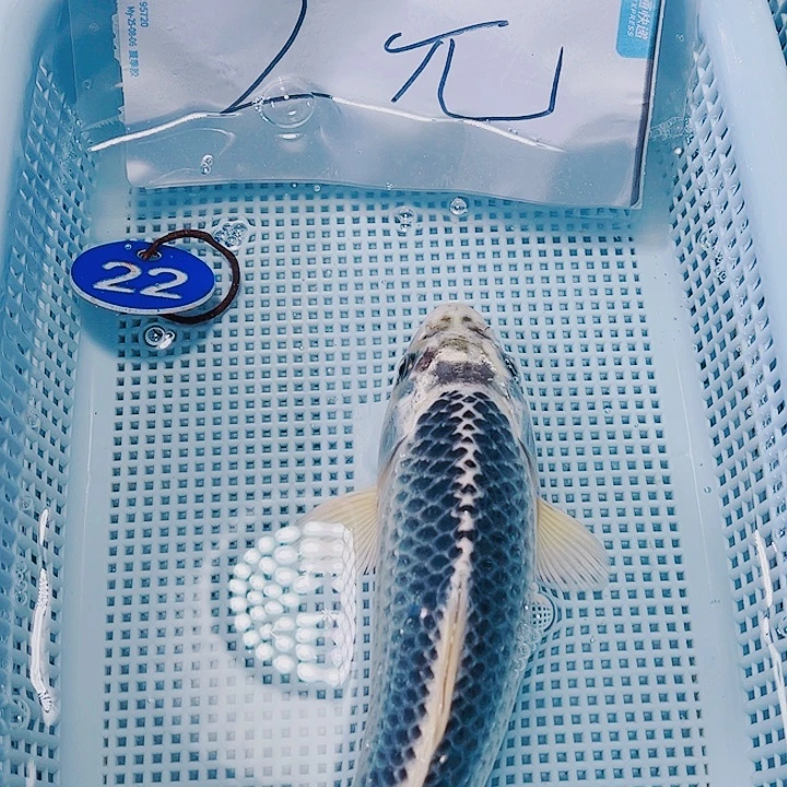 海水鱼锦鲤观赏鱼22