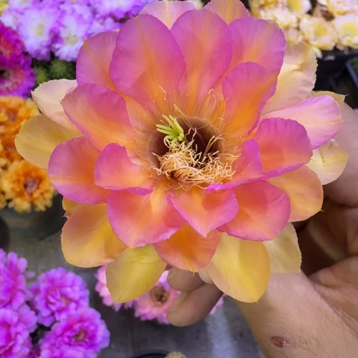 239彩草金碧辉煌歪4公分左右无根侧牙，20包邮